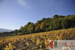 Les Vignerons de Mancey - Burgundy Cooperative
